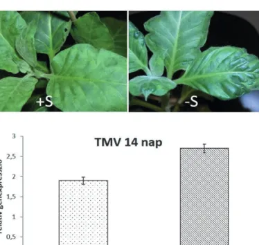 Figure 4. Systemic symptoms of Tobacco mosaic virus (TMV) infection  in susceptible tobacco plants (A) with normal levels of sulfur (+S) and  sulfur deficiency (–S) 14 days after inoculation