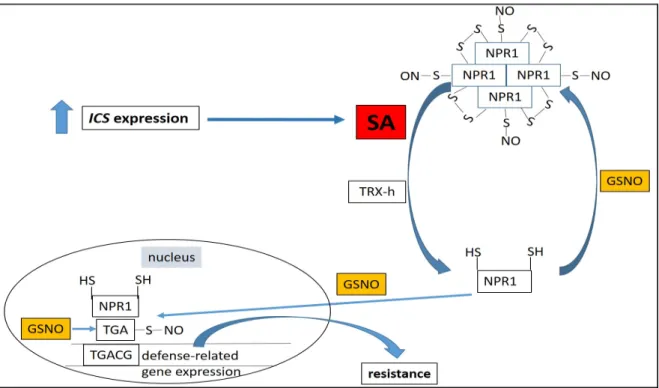 Figure 3. Salicylic acid (SA) accumulation induces defense gene expression through conformational  changes of non-expressor of pathogenesis-related 1 protein (NPR1)