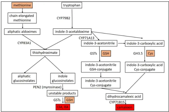 Figure 4. Glutathione (GSH) and cysteine (Cys) are involved in the in planta biosynthesis of camalexin  and indol glucosinolates, compounds that contribute to resistance to fungal infections