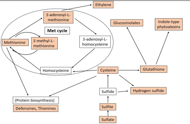 Figure 1. Schematic representation of biosynthetic pathways of the most important sulfur-associated  compounds in plants