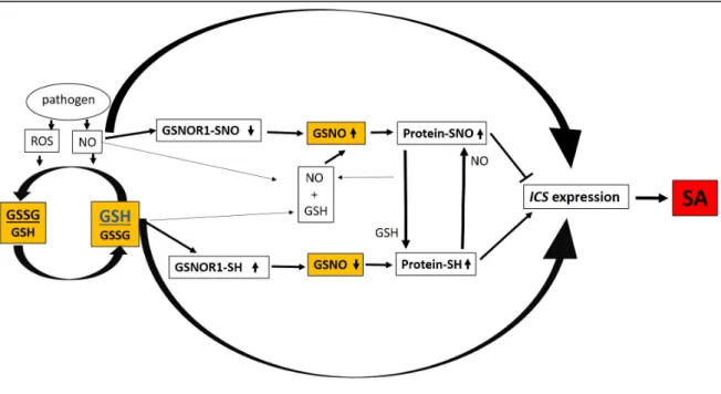 Figure 2. Pathogen induced defense signaling enhances the accumulation of the plant hormone  salicylic acid (SA) through the expression of isochorismate synthase  (ICS) and glutathione  (reduced/oxidized form, GSH/GSSG) regulates this process in different 
