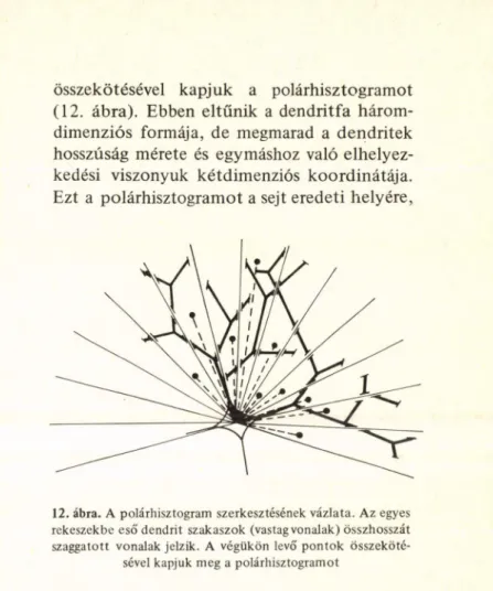 12. ábra.  A polárhisztogram  szerkesztésének vázlata. Az egyes  rekeszekbe eső dendrit  szakaszok  (vastag vonalak) összhosszát  szaggatott  vonalak jelzik