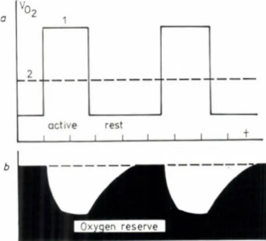 Fig.  7 a.  S ch em e  o f  in te r r e la tio n   b e ­ tw e e n   th e   r a t e  o f  o x y g en  c o n su m p tio n   o f  th e   cell  a t   r e s t  a n d   in   th e   a c tiv e   s t a te   (solid lin e  1)  a n d   t h a t   o f  o x y g en   p e 