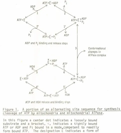 Figure  1.  A  portion  of  an  alternating  s i t e   sequence  for  synthesis  and  cleavage  of  ATP  by  mitochondria  and  mitochondrial  ATPase.