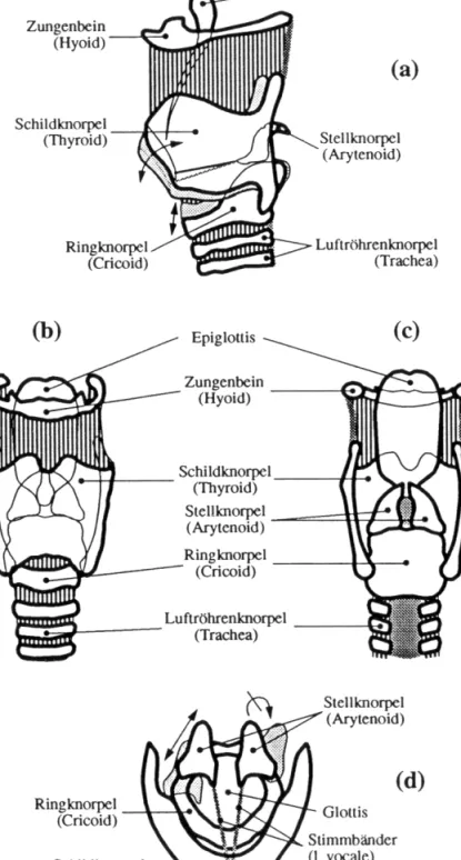 Abb. 1 Der anatomische Aufbau des Brustkorbs (aus Pompino-Marschall 1999: 21).