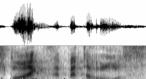 Abb. 12 Oszillogramm (oben) und Spektrogramm (unten) des von einem männlichen deut- deut-schen Muttersprachlers geäußerten deutdeut-schen Satzes Steigen Sie bitte aus!