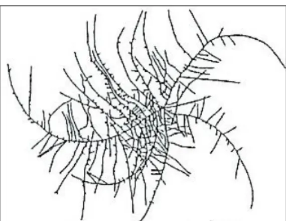 2. ábra A micélium sugaras növekedése. Aspergillus nidulans 36 órás tenyészetében kialakult  micélium természetes szerkezete (JAKUCS és VAJNA, 2003) 