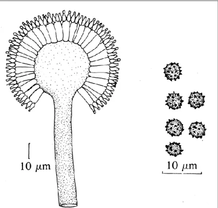 4. ábra Aspergillus niger konídiumtartója és konídiumai (SAMSON és van REENEN- REENEN-HOEKSTRA, 1988) 