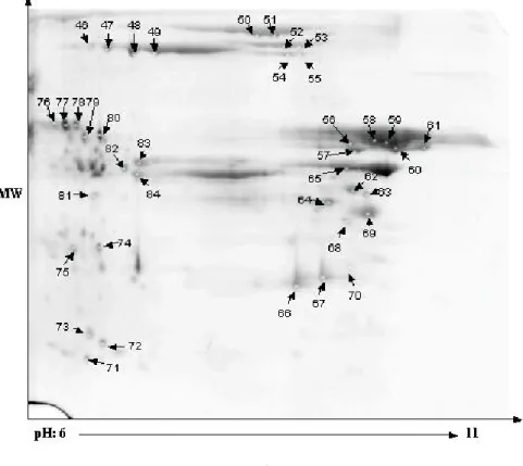 ábra). Az elektroforetogramon jelzett fehérjéket analizáltuk MALDI-MS technikával (4. táblázat)