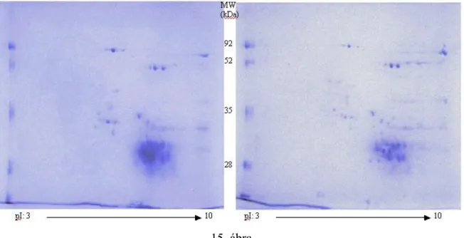 IgE reaktív fehérjéket a szülői (14. ábra, C) és a T-117 transzgénikus (14. ábra, D) búza vonal  albumin-globulin frakciójában detektáltunk a 40-45 kDa molekulatömeg tartományban, pH: 6–6,5  között