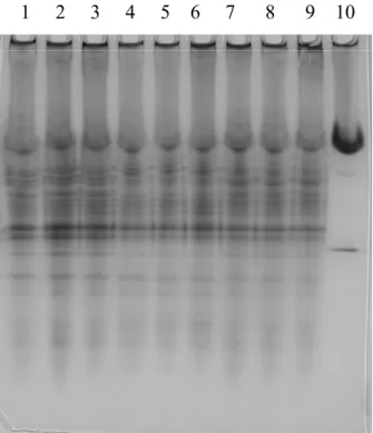 A szerves fázis közvetlen pH gradiens elektroforézise azt mutatta (ld. M2 1. ábra), hogy abban számos fehérje oldódik, ezek vizsgálatával azonban nem foglalkoztam.
