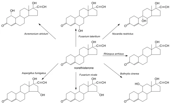 6. ábra  A norethisterone mikrobiológiai hidroxilezése