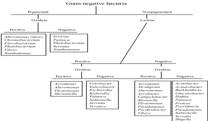 F8. ábra. Gram negatív, élelmiszerekben előforduló baktériumok  nemzetségeinek kapcsolatrendszere (Jay, 2000)