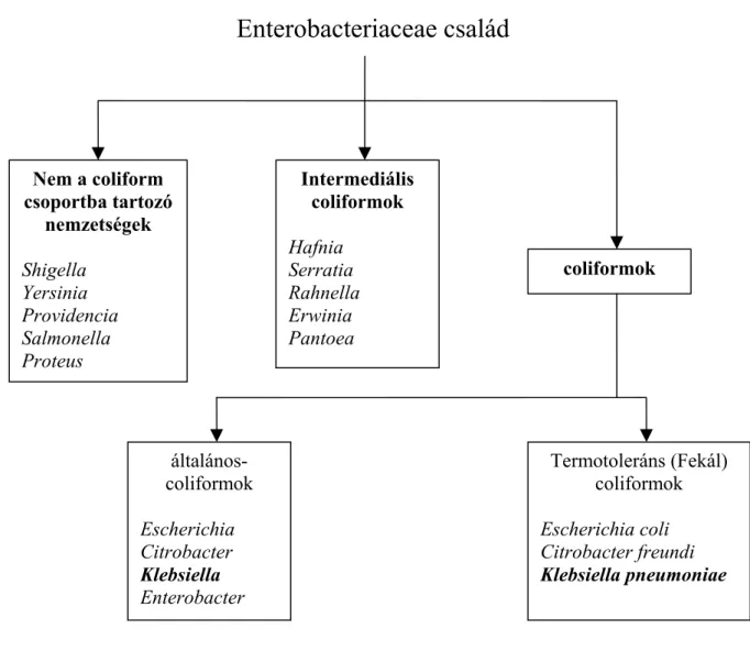 F11. ábra. A coliform csoport tagozódása és a Klebsiella nemzetség jellemzői  (Bergey’s Manual, 2000 alapján módosítva)