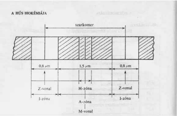 2. ábra: Az izomrost szerkezete (Lásztity, 1981) 