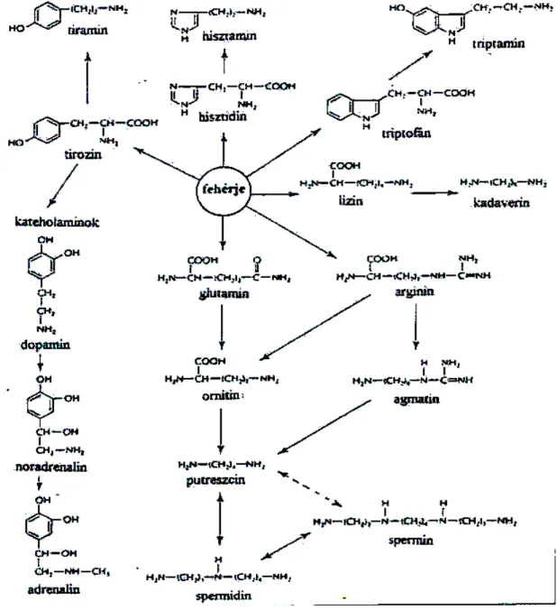 5. ábra: A biológiailag aktív aminok keletkezésének fő biokémia útjai (Halász és  munkatársai, 1994) 
