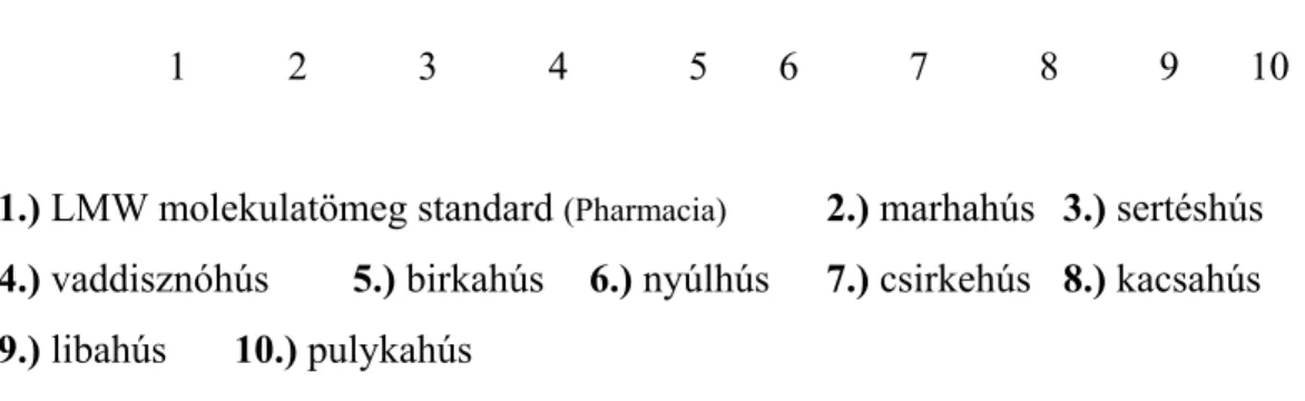 8. ábra: Különböző állatfajok friss húsából származó fehérjék 0,05 M NaCl-os  kivonatának SDS-PAGE elválasztása 