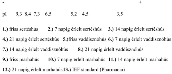 11. ábra: Sertés-, vaddisznó- és marhahúslé izoelektromos fókuszálása, kék festés 