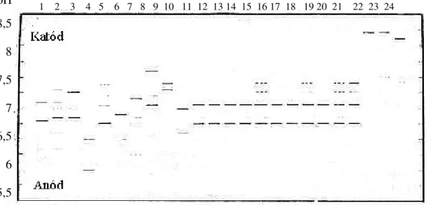 2. ábra Mioglobin atlasz: Különböz ő  állatfajok mioglobin fehérjéinek elválasztása  izoelektromos fókuszálással (pH gradiens 5,5-8,5) 