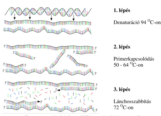 6. ábra A polimeráz láncreakció egy termociklusában zajló folyamatok elvi vázlata 