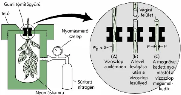 9. ábra Scholander bomba (nyomáskamra) vízpotenciálmérı berendezés mőködési elve 