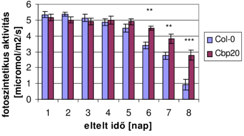 15. ábra Fotoszintetikus aktivitás alakulása a mutáns (cbp20) és vad (Col-0) típusú Arabidopsis növényekben  szárazságstressz hatására (a ** -gal jelölt adatsorok között p&lt;0,1 szignifikanciaszint mellett, a ***- al jelölteknél 