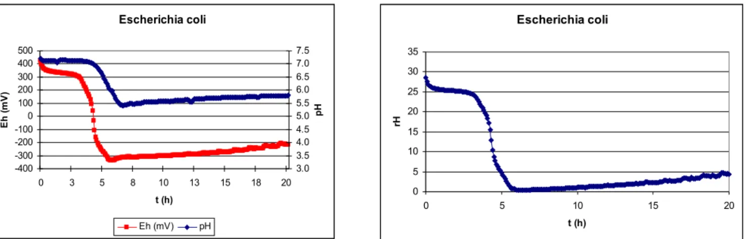 9. ábra. Escherichia coli E h , pH és rH változása ½ TSB levesben, T = 37 °C, N 0 = 5,48x10 5  tke/ml