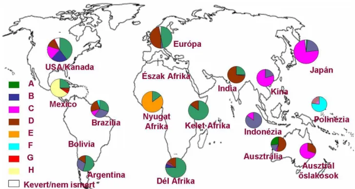 4. ábra. A genotípusok földrajzi eloszlása.  (A legutóbb azonosított I genotípus –amelyet ázsiai  vírushordozóknál írtak le- még nem szerepel az ábrán.) 