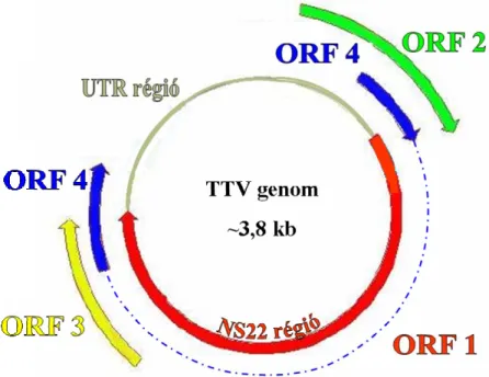 7. ábra A TTV genomjának felépítése. 