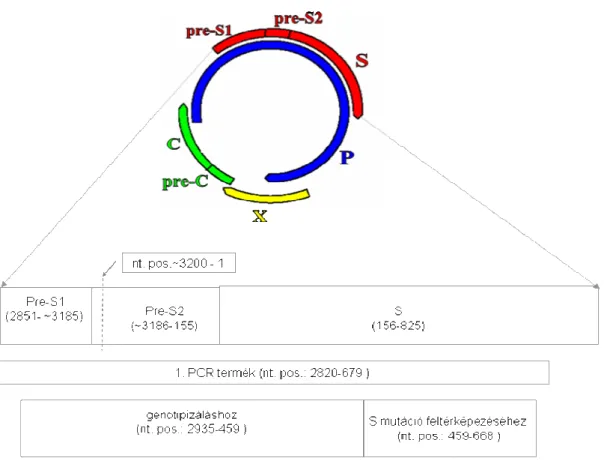 11. ábra. A HBV molekuláris vizsgálatokhoz használt primerek genomon való helyzete. 