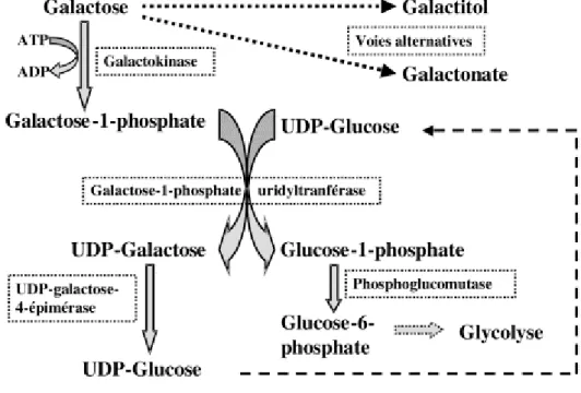 4. ábra A galaktóz glükózzá alakításának lépései (az un. Leloir út)