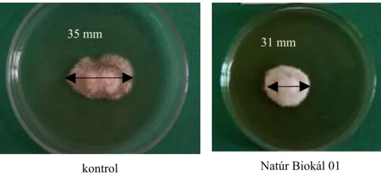 25. ábra. Az Ascochyta sp. tenyészet fejlődése a Natúr Biokál 01-el kevert táptalajon a kontrolhoz képest