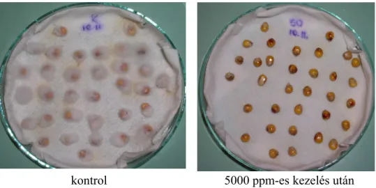 34. ábra. A kontrol és az 5000 ppm-es áztatásos kezelés eredménye az inkubálás után a fertőzött kukoricaszemeken