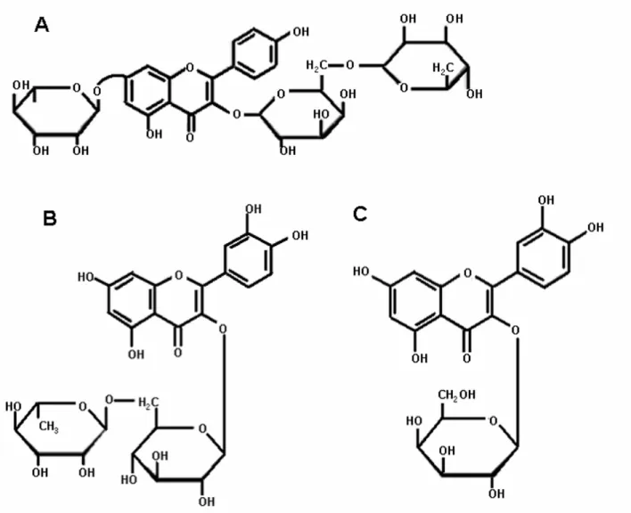 2. ábra Néhány jellegzetes flavonoid származék. (A) Kaempferol-3-O-robinoside-7-O-rhamnoside  (Robinin),  (B)  Quercetin-3-O-rutinoside  (Rutin),  (C)  Quercetin-3-O-galactoside  (Hiperozid)  Forrás: internet 1