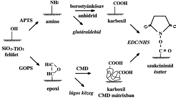 5. ábra Biomolekulák rögzítésének lehetőségei a szenzorfelületen (Adányi, 2014) 