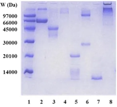 8. ábra Különböző molekulatömegű fehérjék elválasztása poliakrilamid gélelektroforézissel  (1: molekula standard, 14000-97000 Da, 2: BSA, 3: OVA, 4: GOx, 5: tripszin inhibítor, 