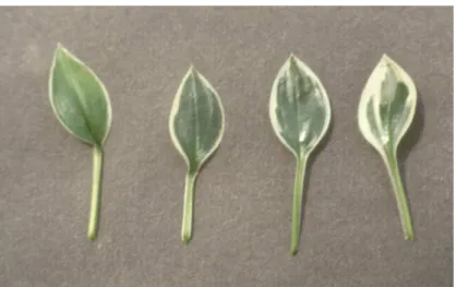 Figure 3. Leaves of Hosta ‘Dew Drop’ (developed on 10, 15, 25 and 50 g/l saccharose  containing media) 