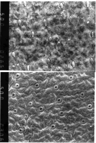 Figure 4. Abaxial epidermis of outdoor (up) and in vitro (down) developed leaves of   H