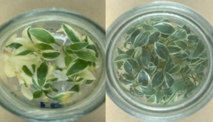 Figure 2. Cultures of Hosta ‘Dew Drop’ developed on 15 g/l saccharose (left) and 35 g/l  saccharose (right) containing media 