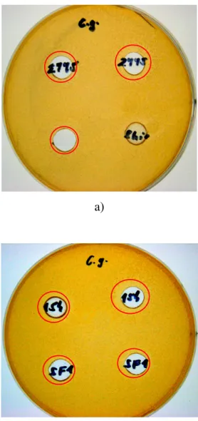 17. ábra a), b): Lactobacillusok pH beállított, hıkezelt felülúszójának hatása a Candida  glabrata élesztı szaporodására 