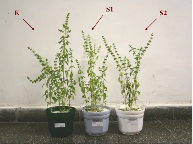 6. ábra Fitotronban nevelt Ocimum basilicum növények 2008-ban. (K: kontroll, 70%-os TVK, S1: 