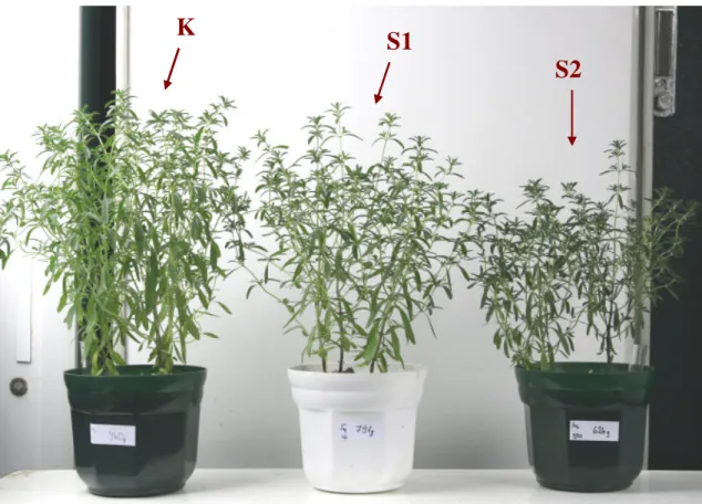 7. ábra Fitotronban nevelt Satureja hortensis növények 2010-ben. (K: kontroll, 70%-os TVK, S1: 