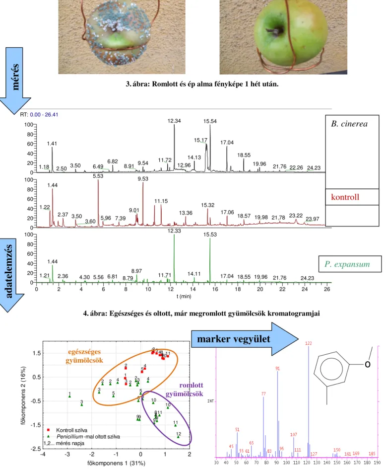 4. ábra: Egészséges és oltott, már megromlott gyümölcsök kromatogramjai 