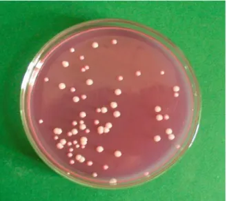 7. ábra: Dichloran rose bengal chloramphenicol (DRBC) agar
