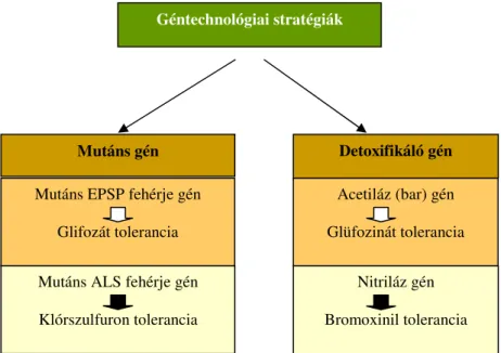3. ábra: A transzgénikus herbicid tolerancia kialakításának fontosabb géntechnológiai  megközelítései (DUDITS &amp; HESZKY 2003) 