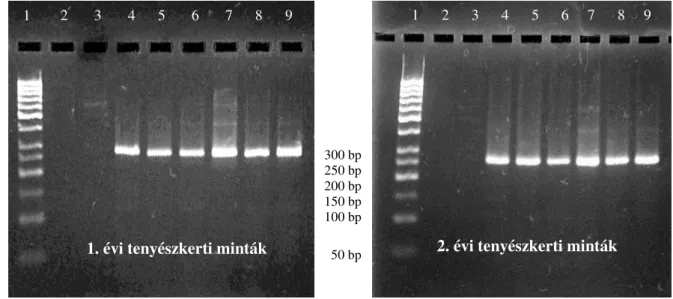 10. ábra: A tenyészkerti kezeletlen búzamintákból származó bar gén specifikus PCR termékek  elektroforetogramja (1