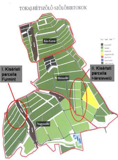 8. ábra: A kísérlet helyszíne, a Tokaj-Hétszőlő Zrt. ültetvényében 