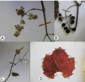 1. ábra:  A  Vitis  sylvestris  C.C. Gmel. virágzata  (A), terméses fürtje  (B), vitorlája  (C)  valamint őszi lombszíneződésű levele (D).