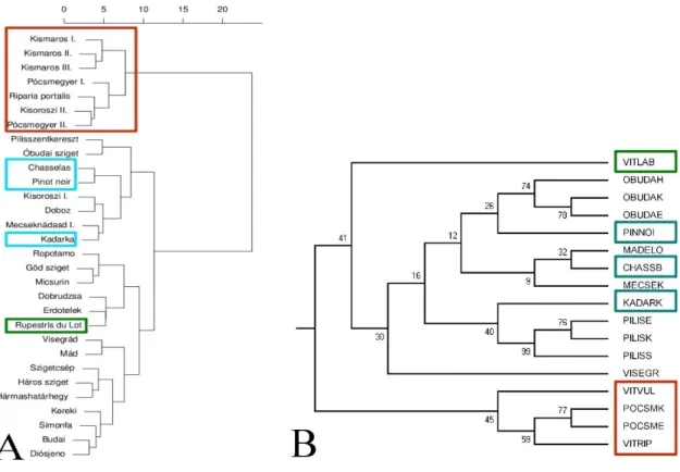 Figure 1.: The separation of the examined Vitis taxon with the help of morphological (A)   and molecular (B) methods