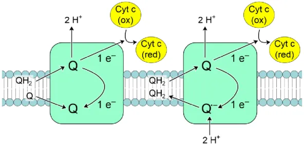 7. ábra: A mitokondrium és a Q 10  koenzim működésének vázlata (Kosáry, 1997). 